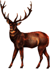Antique Deer Image