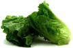 Romaine Lettuce