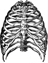 Rib Cage Illustration
