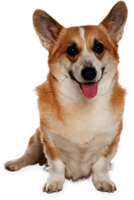 Corgi Dog Sitting