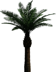 Large Palm Tree