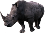 Rhinoceros Left