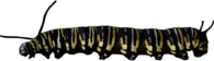 Caterpillar Yellow Black