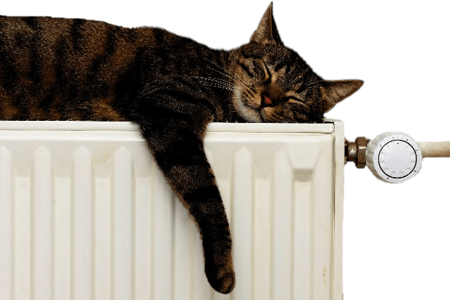 Cat on Radiator