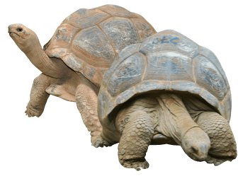 Two Tortoises
