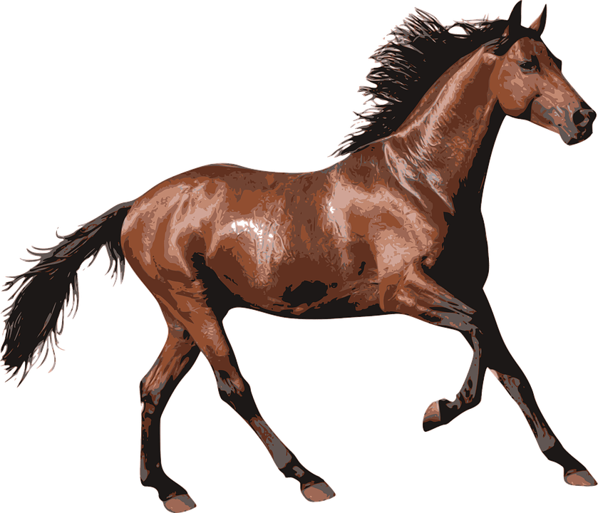 Brown Race Horse