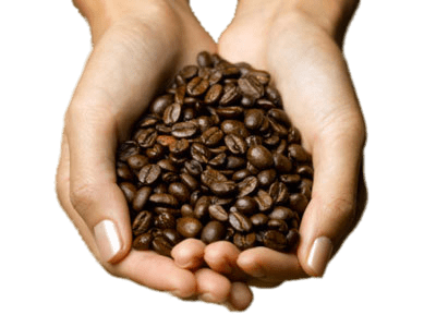 Coffee Beans In Hands