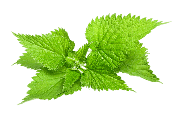 Nettle Leaves