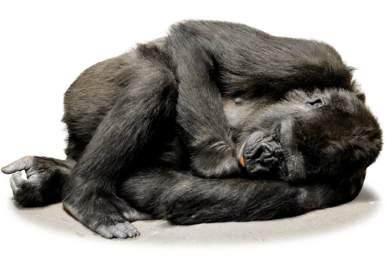 Gorilla Resting