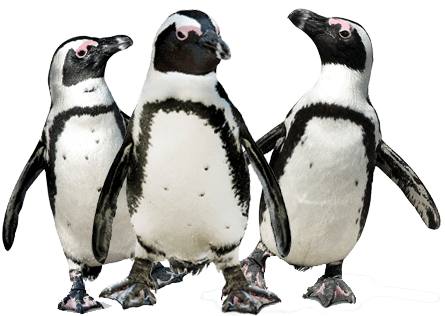 Penguin Trio