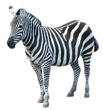 Zebra Sideview