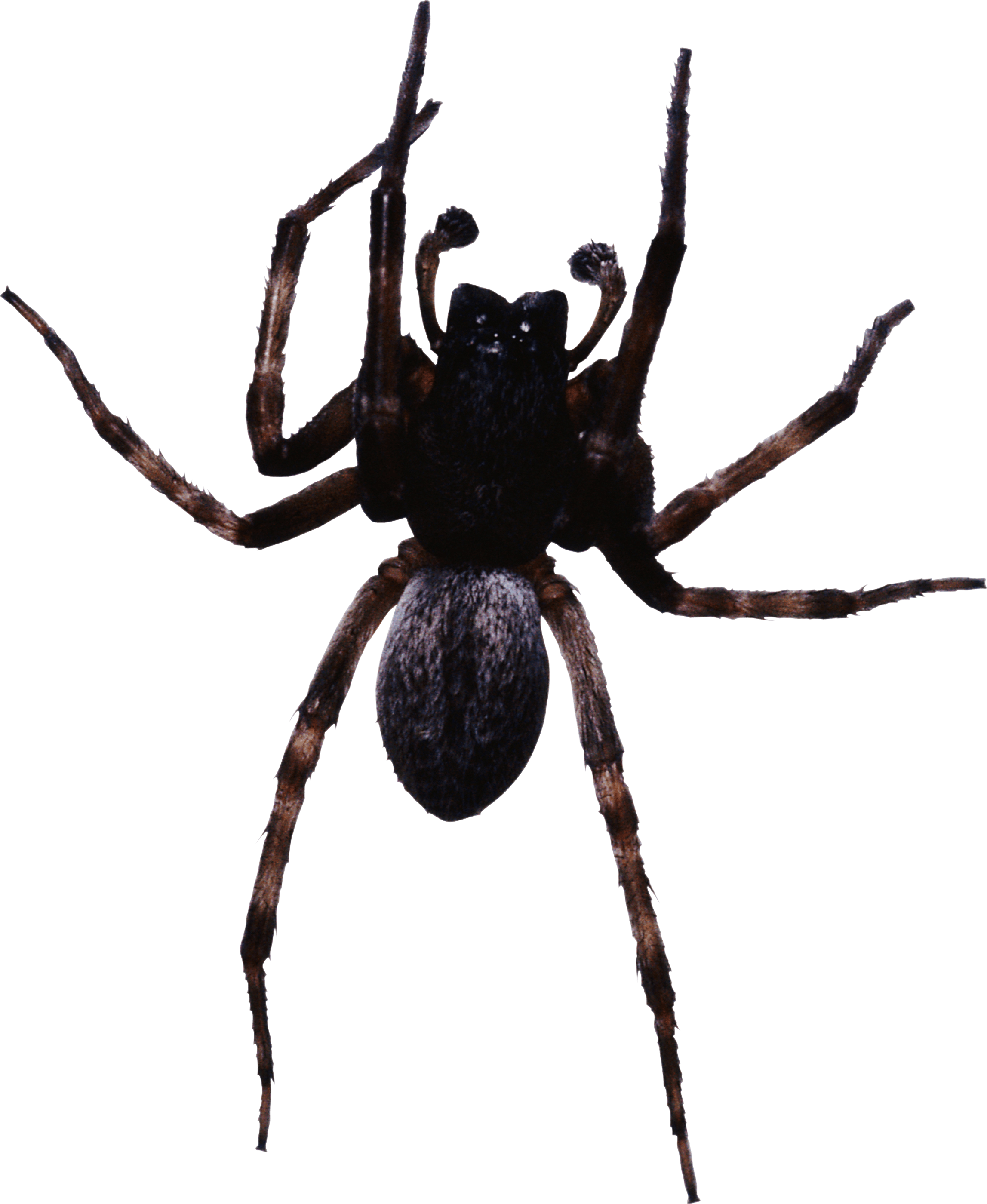 Large Black Spider