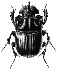 Beetle Black Illustration