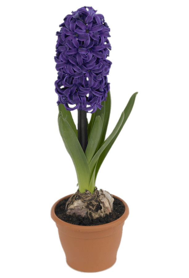 Potted Hyacinth