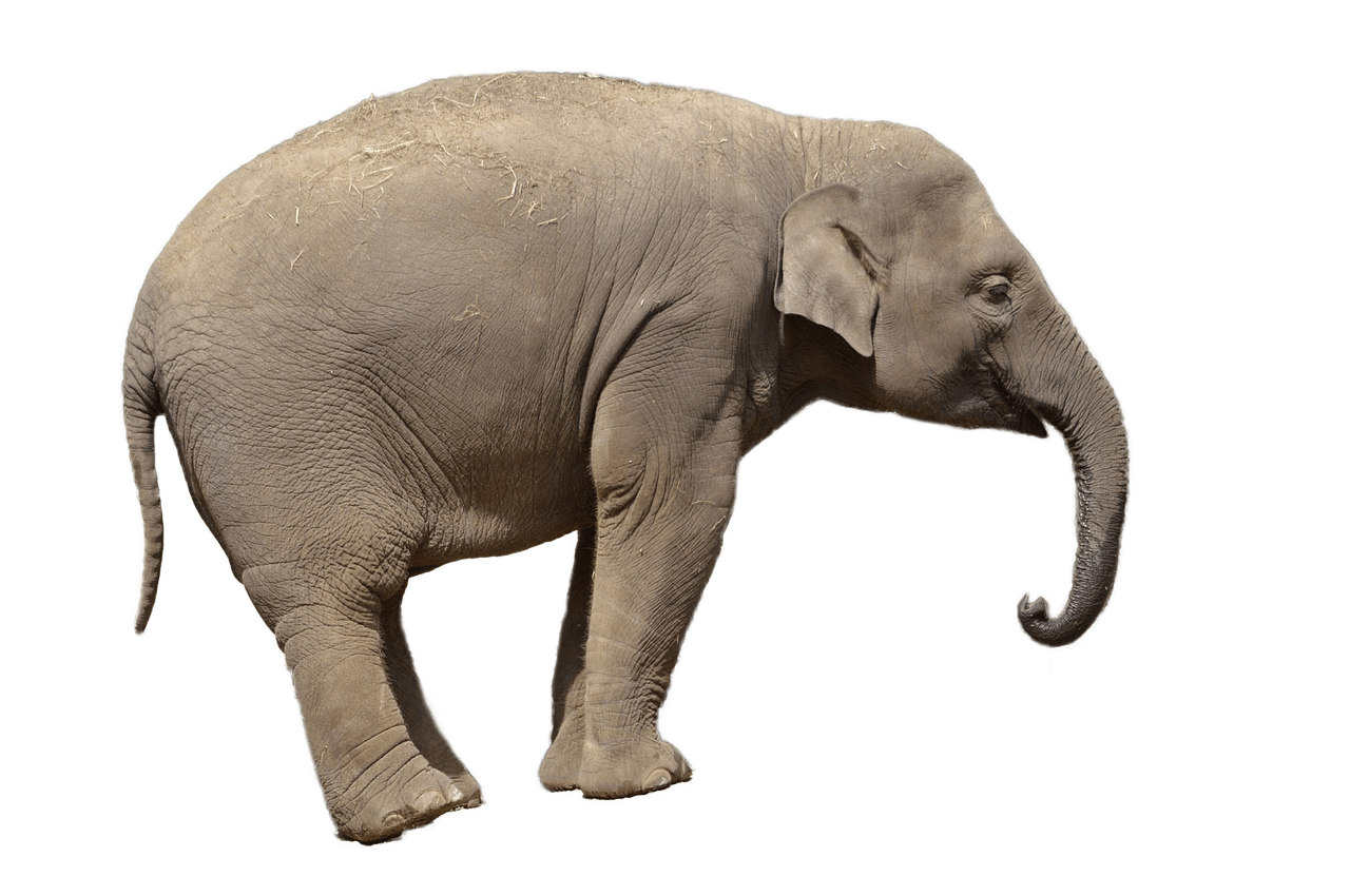Elephant Side View
