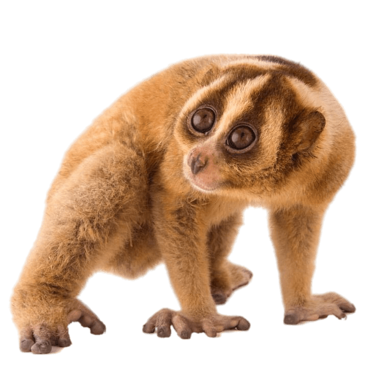 Slow Loris