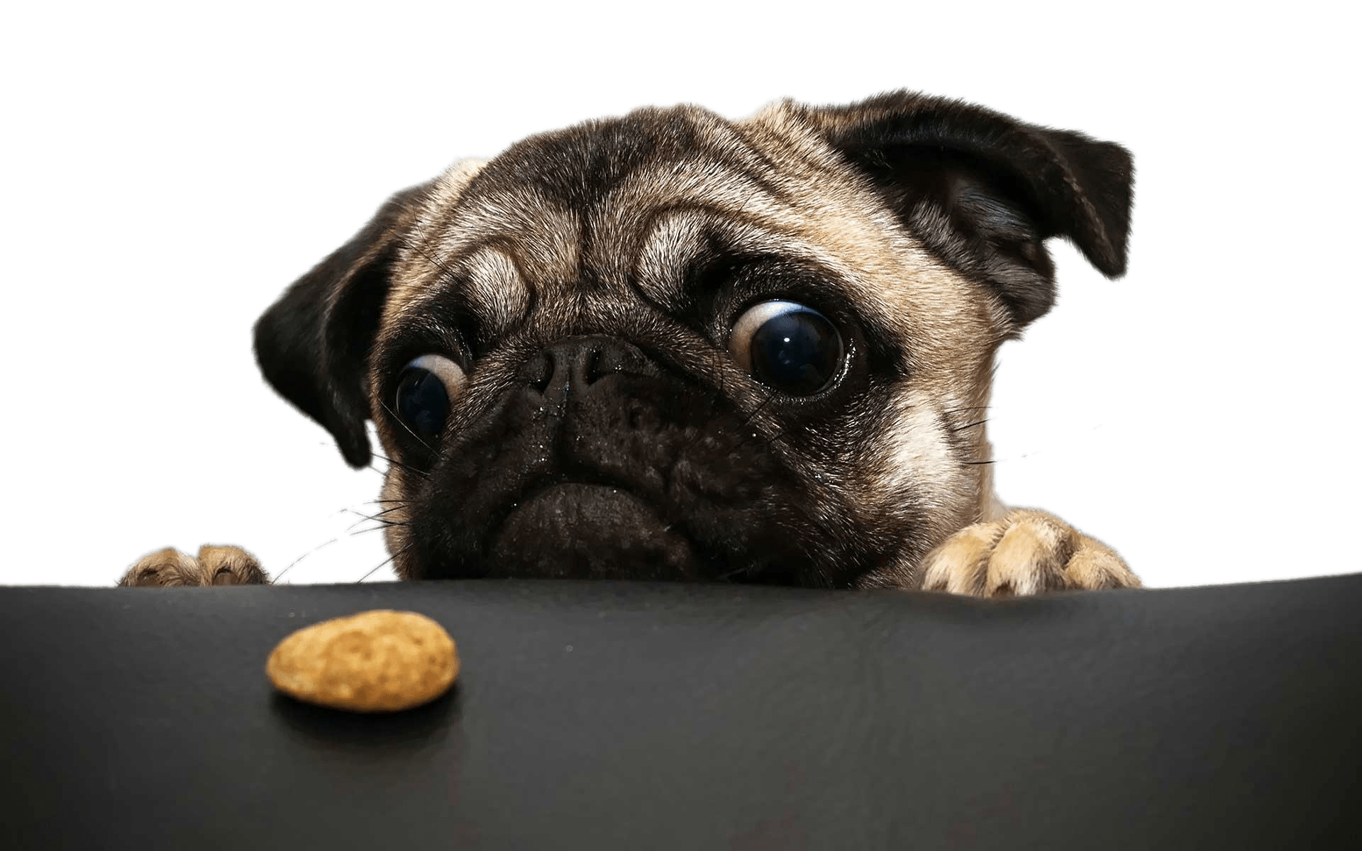 Pug Looking At Cookie