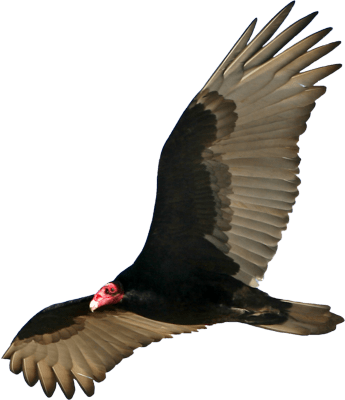 Vulture Open Wings