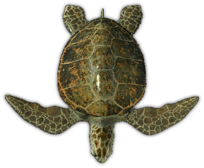 Sea Turtle Top View