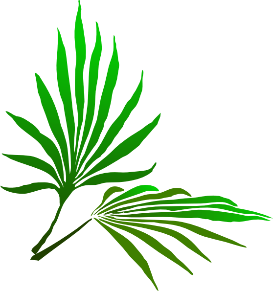 Sukkot Palm Branch