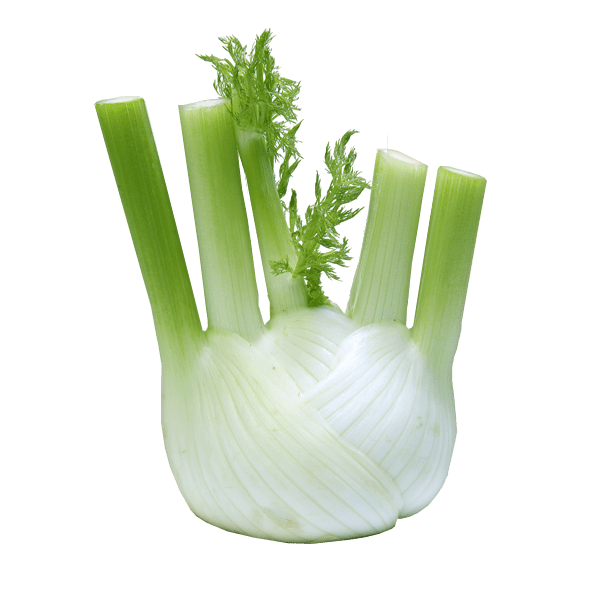 Fennel