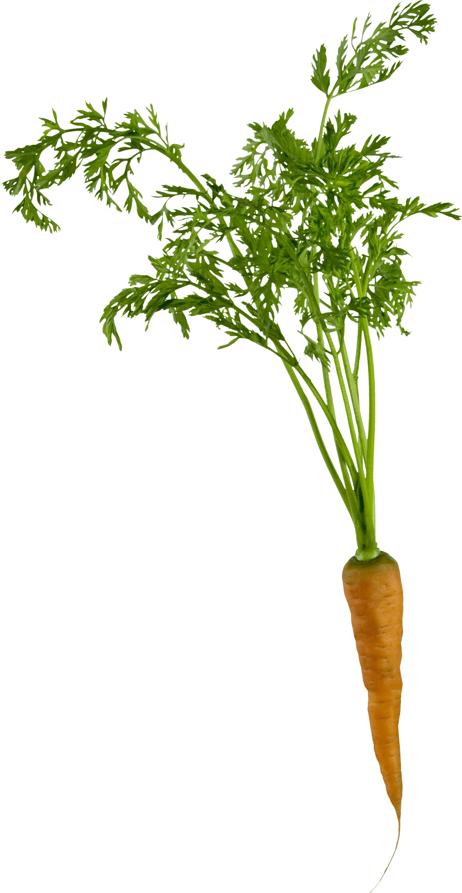Single Carrot