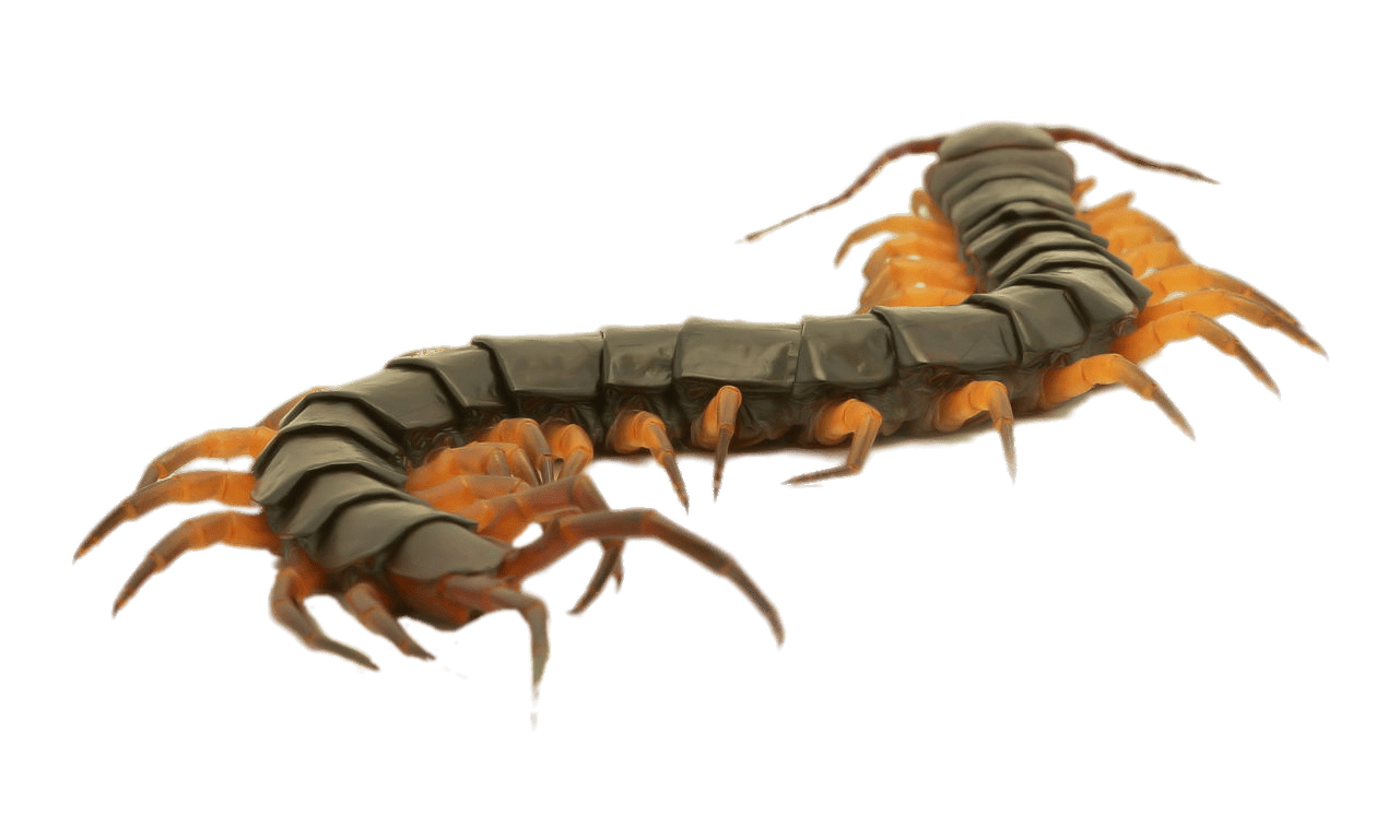 Close Up Of A Brown Centipede
