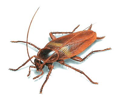 Cockroach Illustration