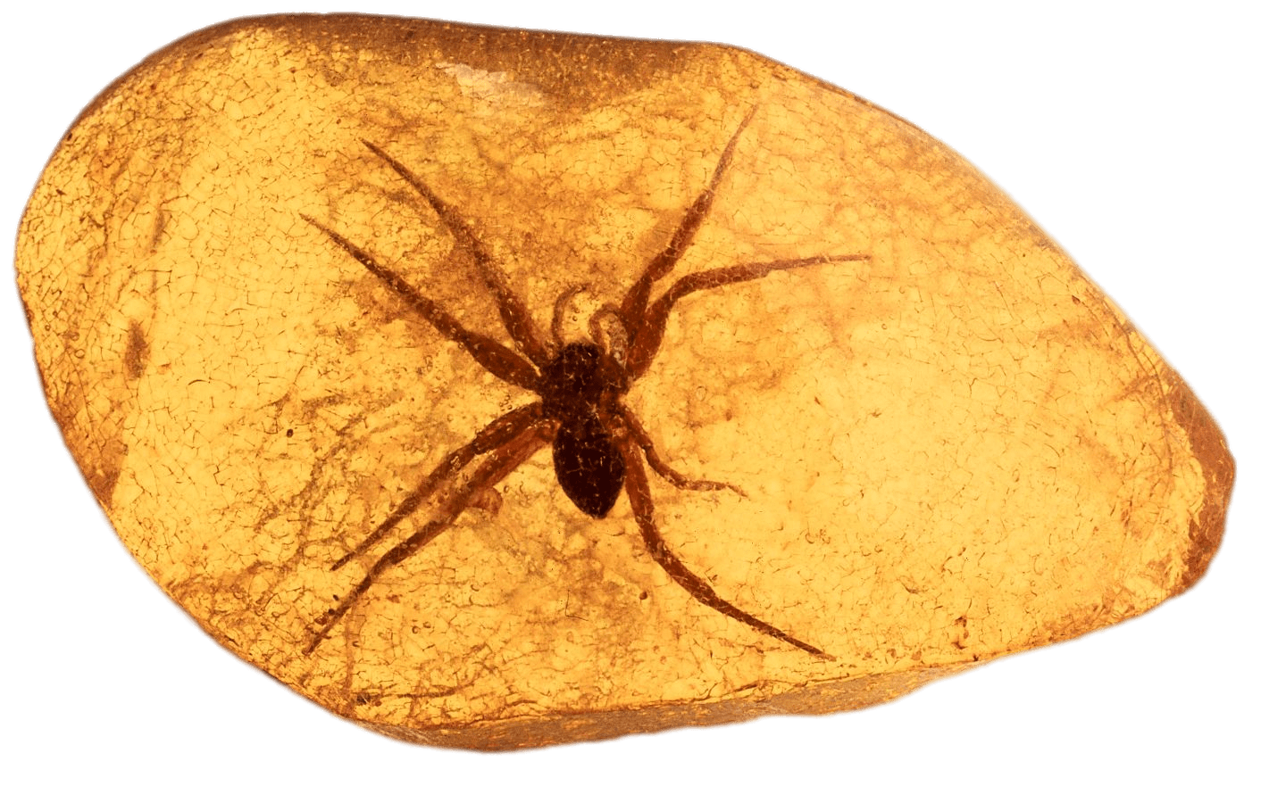 Spider Trapped In Amber