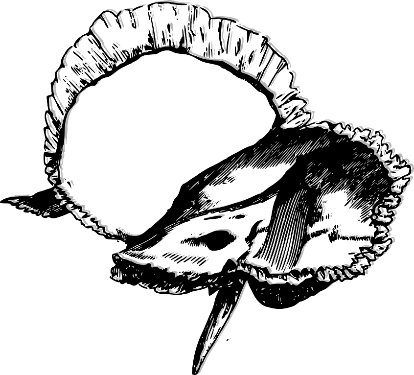 Temporal Bones Inner View