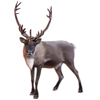 Reindeer (Caribou) Front View