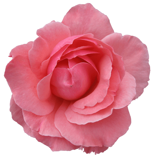 Large Pink Rose