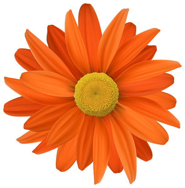 Orange Flower Closeup