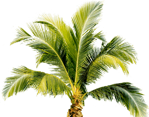 Small Palm Treet