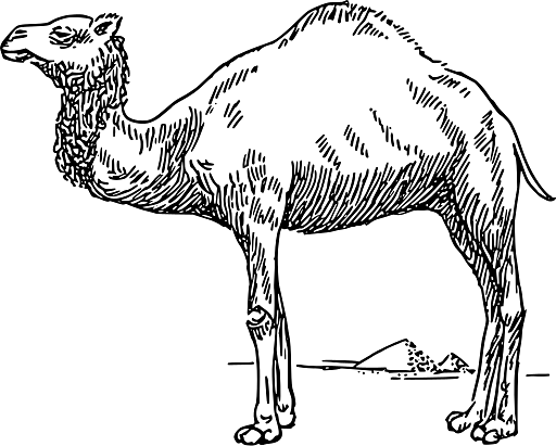 Egypt Illustration of a Dromedary