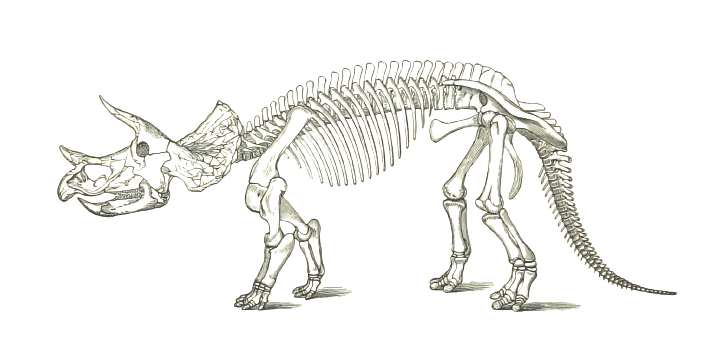 Dinosaur Triceratops Skeleton
