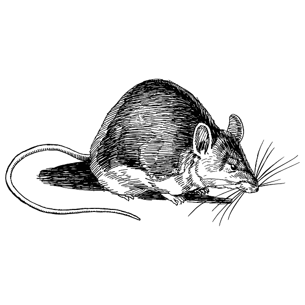 Mouse Vintage Drawing