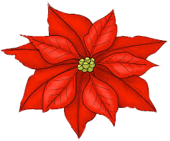 Single Poinsettia