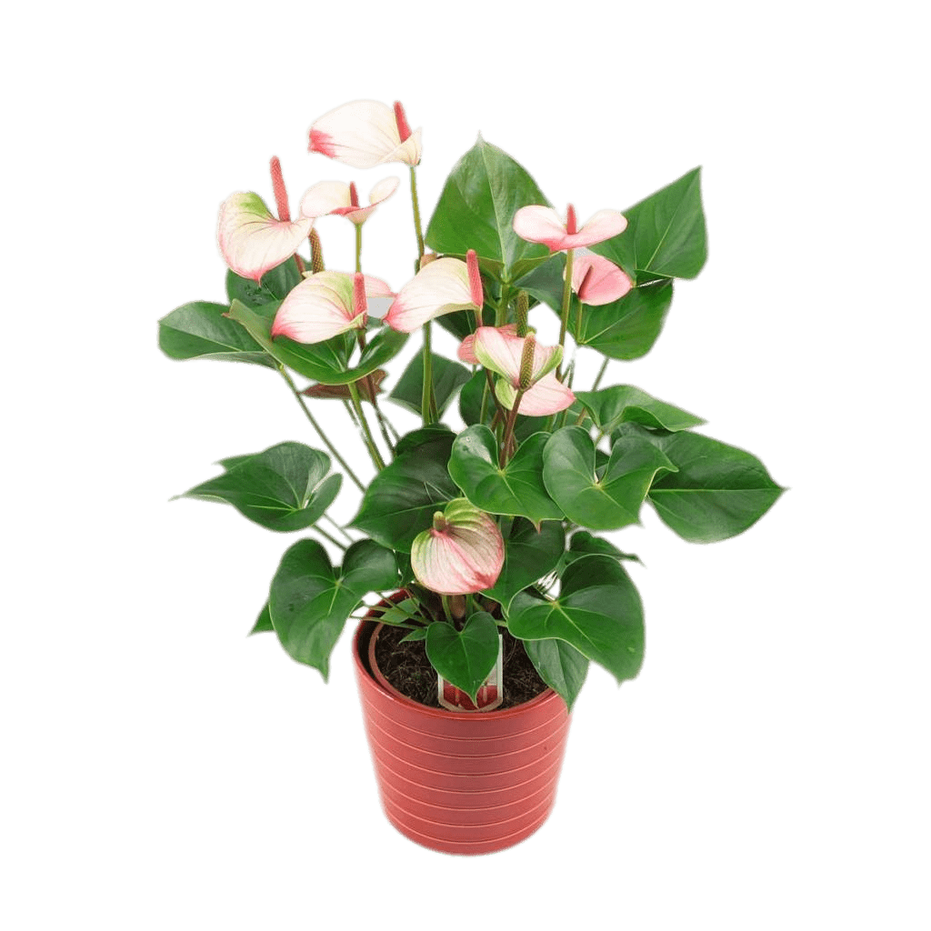 Potted Anthurium