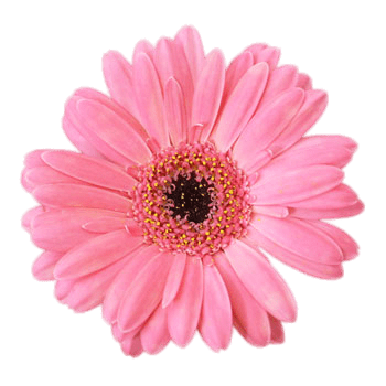 Pink Gerbera