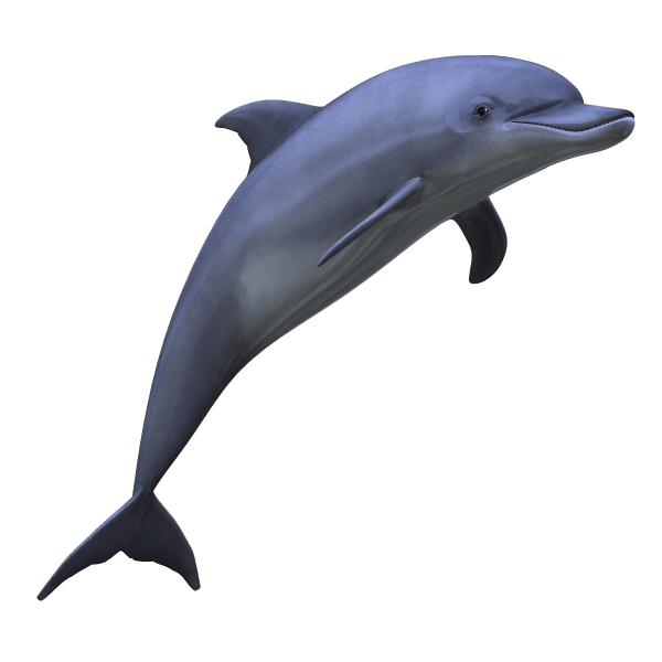 Dolphin