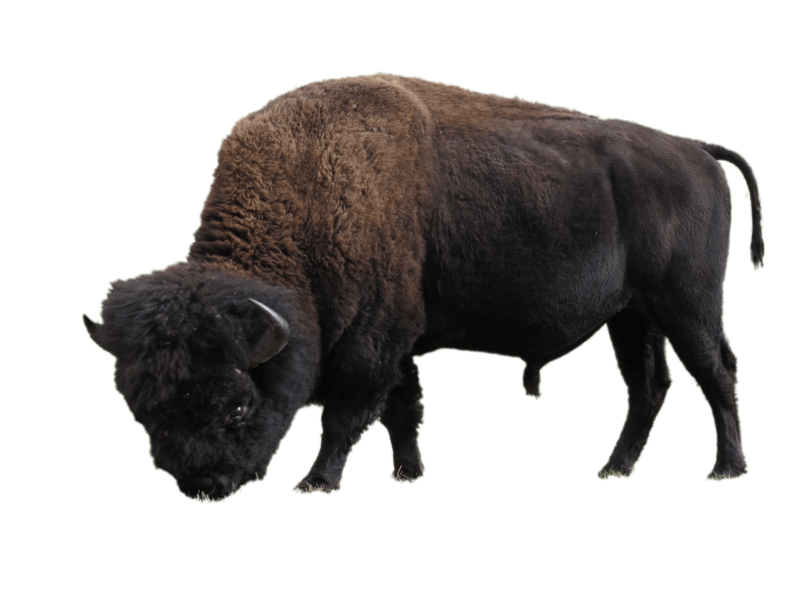 Bison