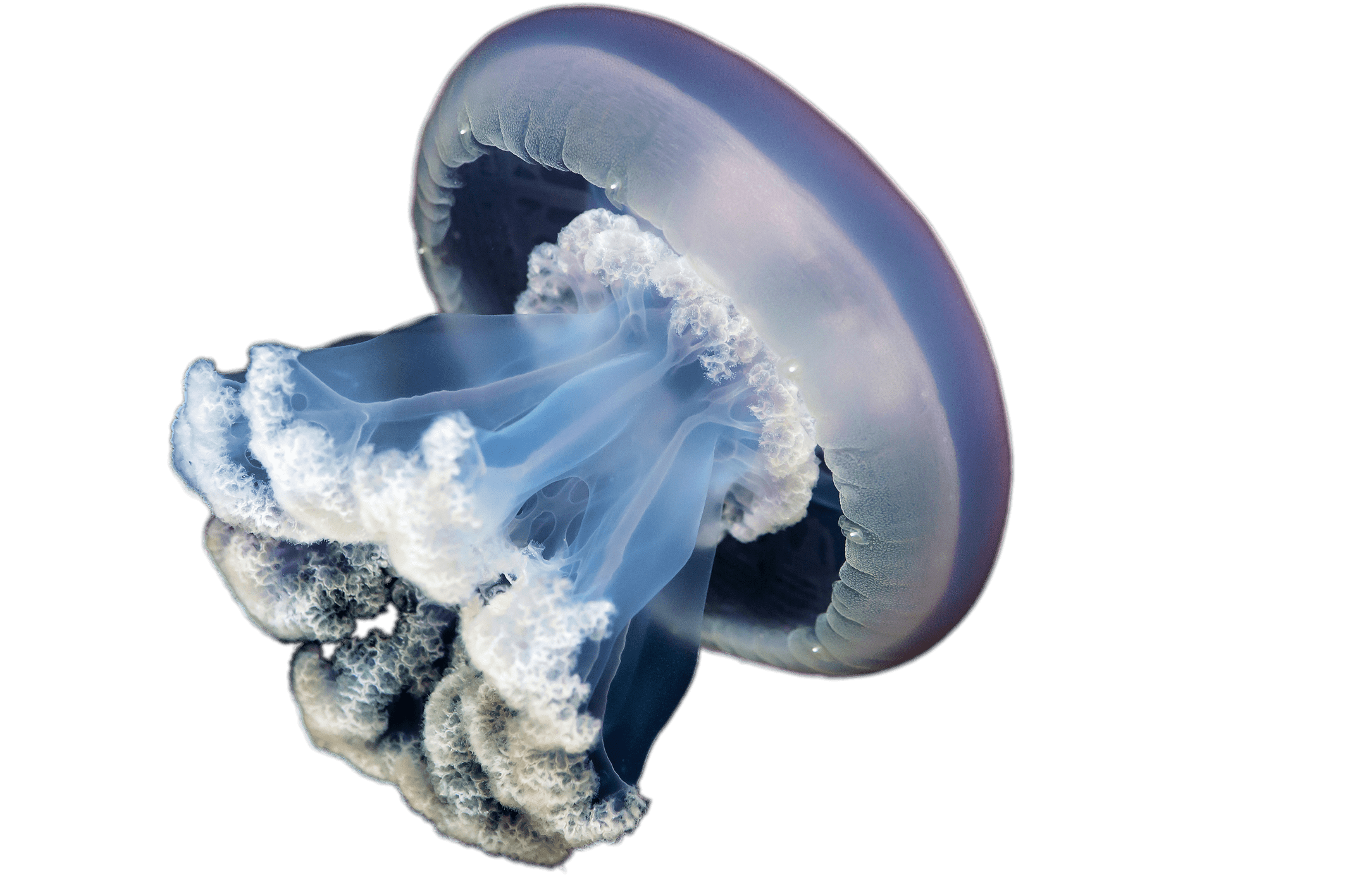 Jellyfish