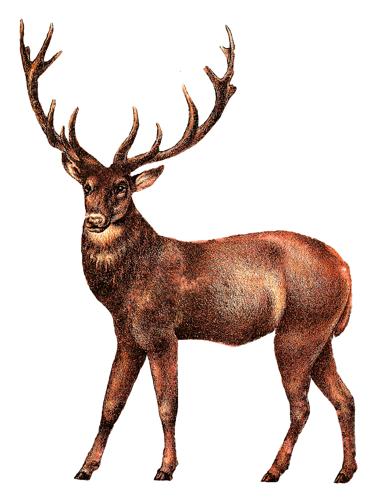 Antique Deer Image