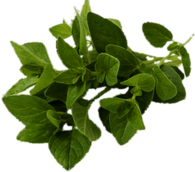 Oregano