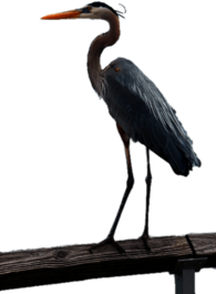Great Blue Heron