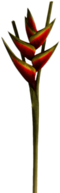 Heliconia Flower
