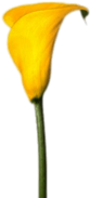 Yellow Calla Lily