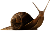 Snail Up