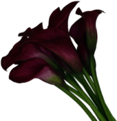 Calla Lilies